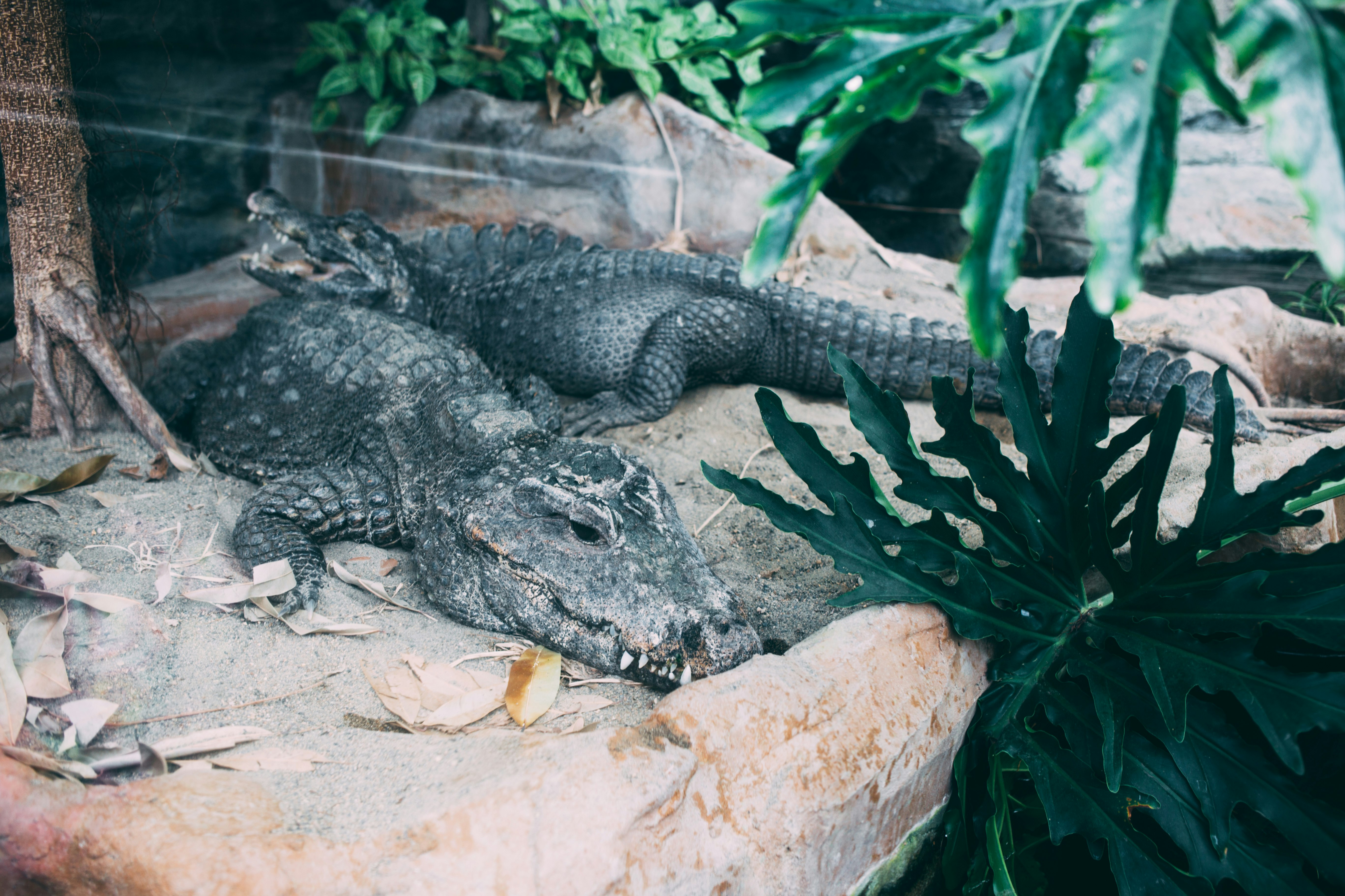 selective focus photography of two gray alligators